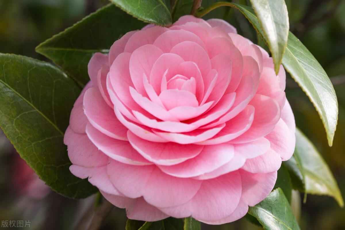 山茶花什么时候开花具体时间,山茶花什么时候开花花期多长