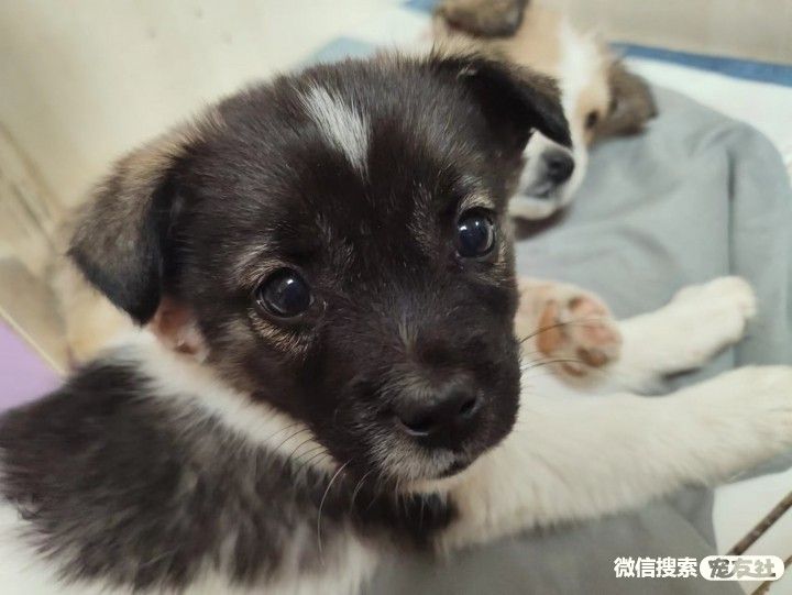 附近宠物店免费领养同城,猫狗领养平台免费赠送狗狗