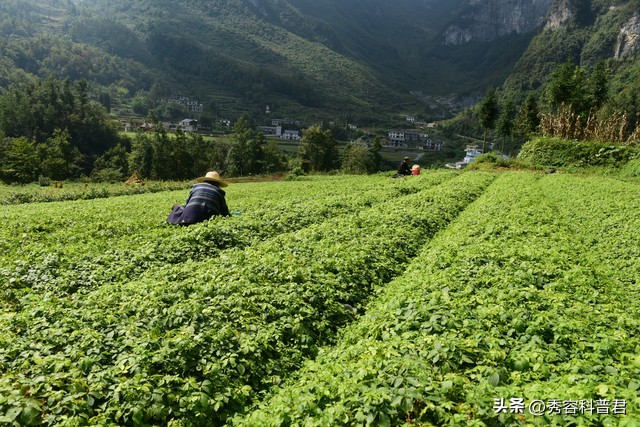 2023中药材发展指导,中药材保护和发展规划2015-2020解读