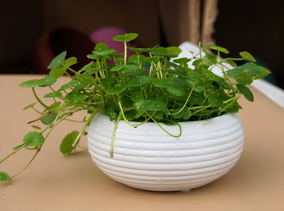 铜钱草的营养价值与功效,生态多样性的作用和意义