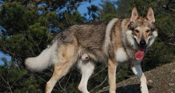 跟捷克狼犬一样霸气的狗,最像狼的国内犬