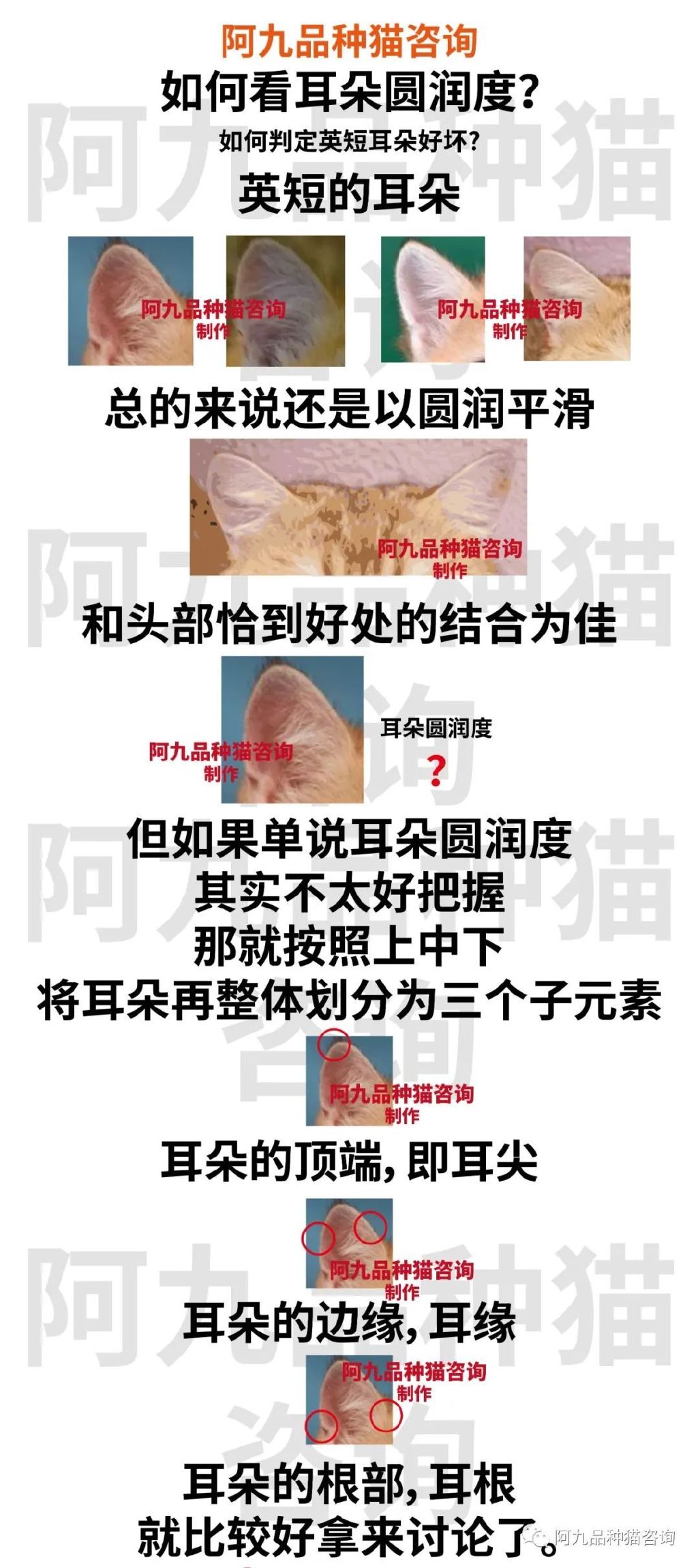 英短蓝白耳朵白好吗,蓝白英短小耳朵好还是大耳朵好