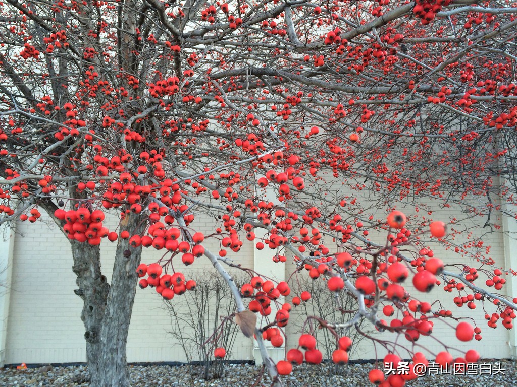 树木的观叶、观花、观果价值，有双重价值的品种，必定前景无限