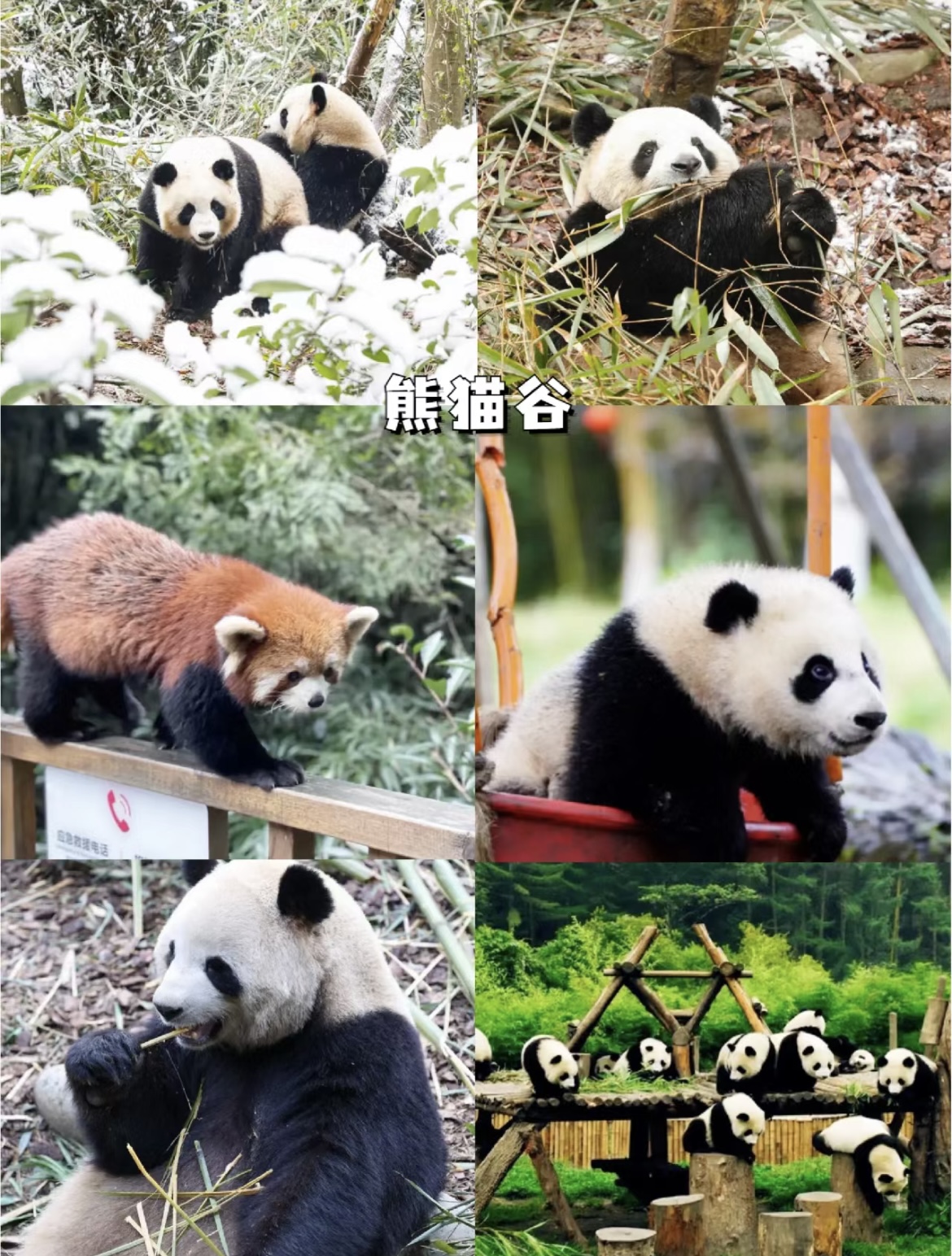 成都火爆的都江堰青城山怎么玩？超全干货攻略来了