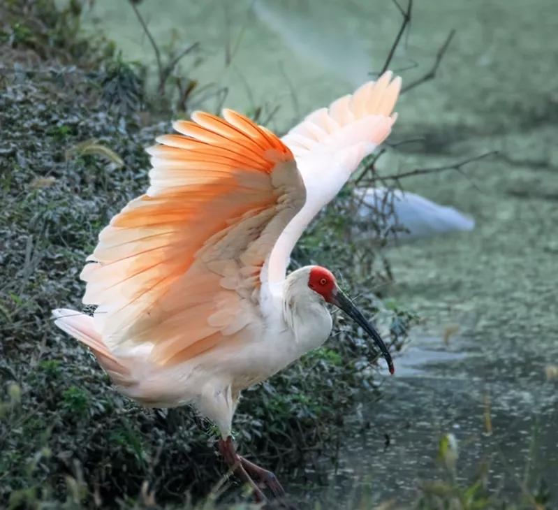 动物千姿百态,动物园的动物千姿百态