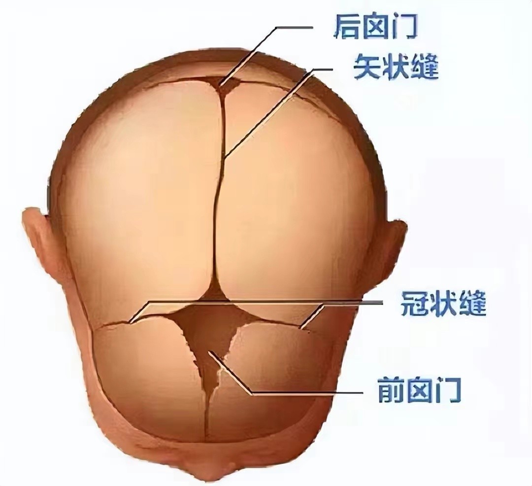 袖珍女孩梁小小出生日期,袖珍女孩梁小小现在长大的样子