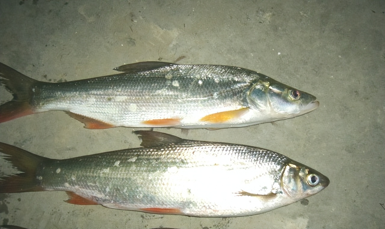 活泥鳅串钩钓翘嘴钓组,翘嘴微铅钓组