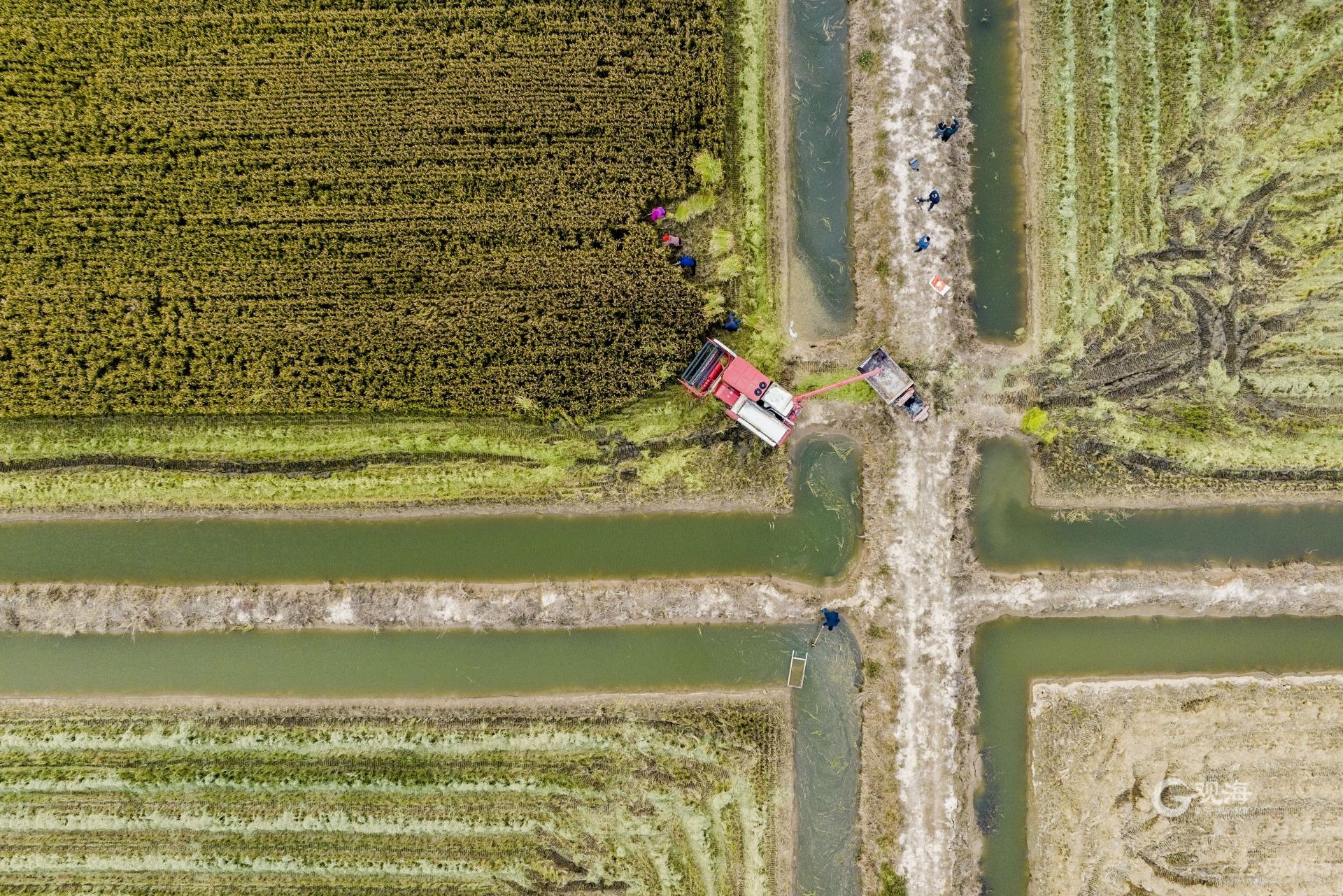 农业致富新路视频,海水稻丰收青岛城阳