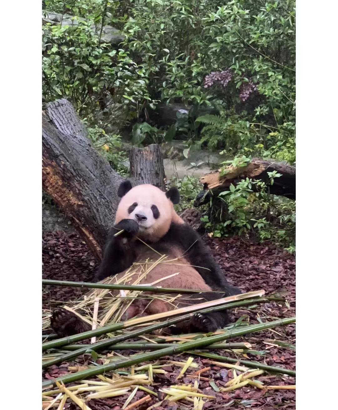 去四川旅游的真实感受,为什么去四川旅游最好