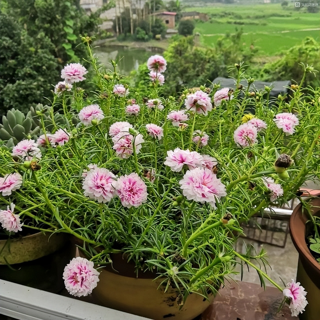 5种漂亮花四季开花,4种漂亮花好养易活