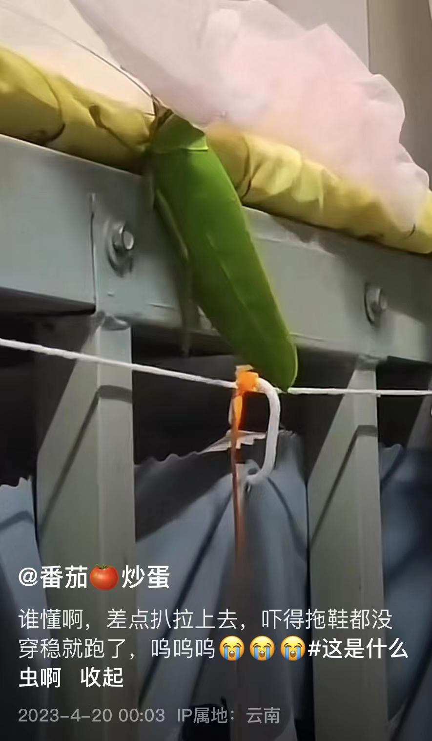 学校突然出现诡异的虫子,女生宿舍惊现不明虫