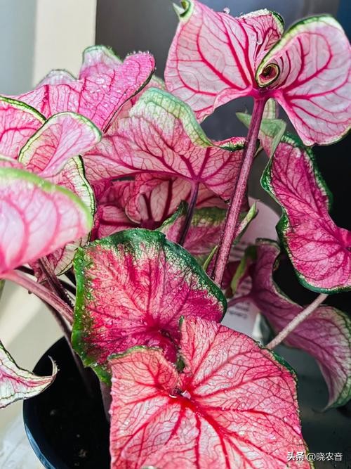 五彩芋花的养殖方法,五彩芋烂根怎么救治