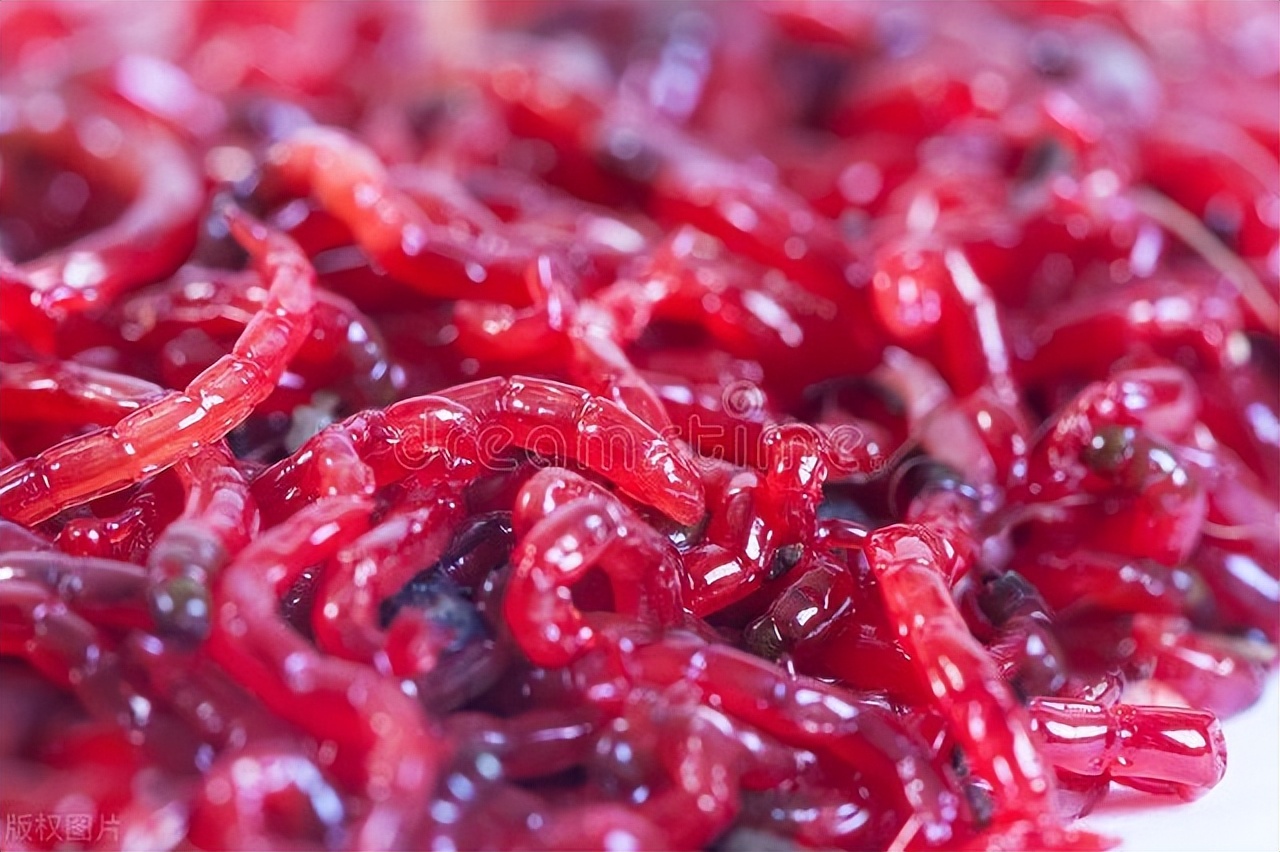 红虫挂钩的正确方法朝天钩挂红虫,钓鱼红虫是直接挂钩好还是皮筋好