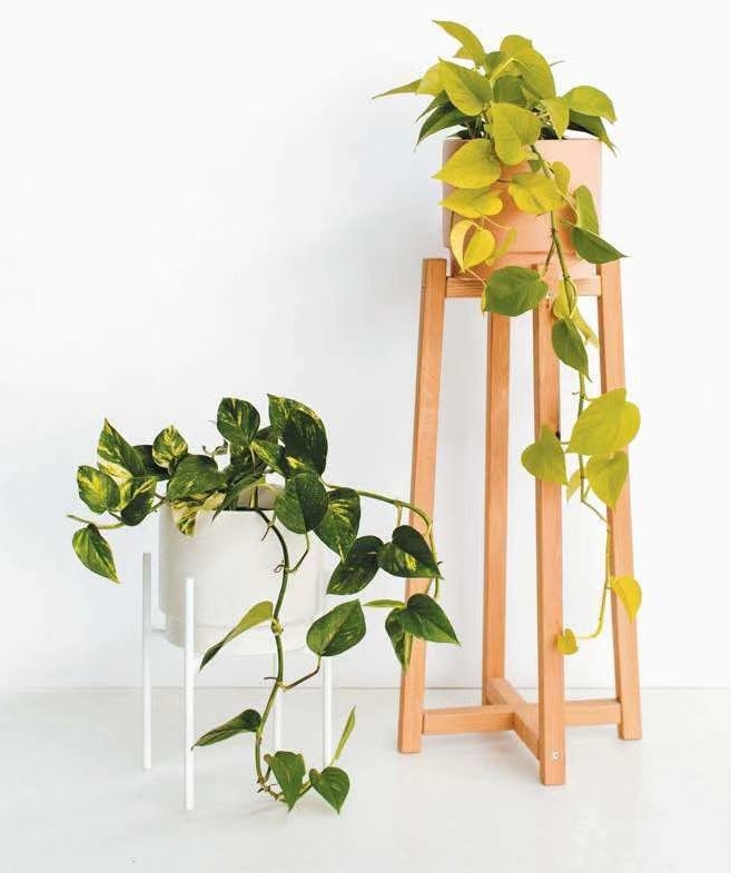 进阶为植物养殖高手必养的植物,20年种植经验告诉你多肉这样养