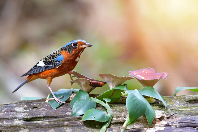 画眉鸟百啭千声,百啭千啼