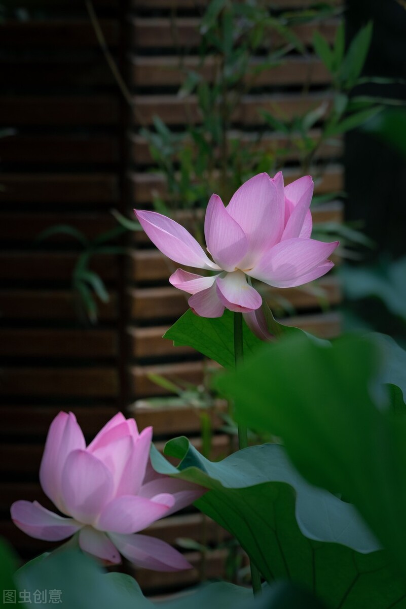 荷花图片禅意荷花,最美意境荷花图片大全