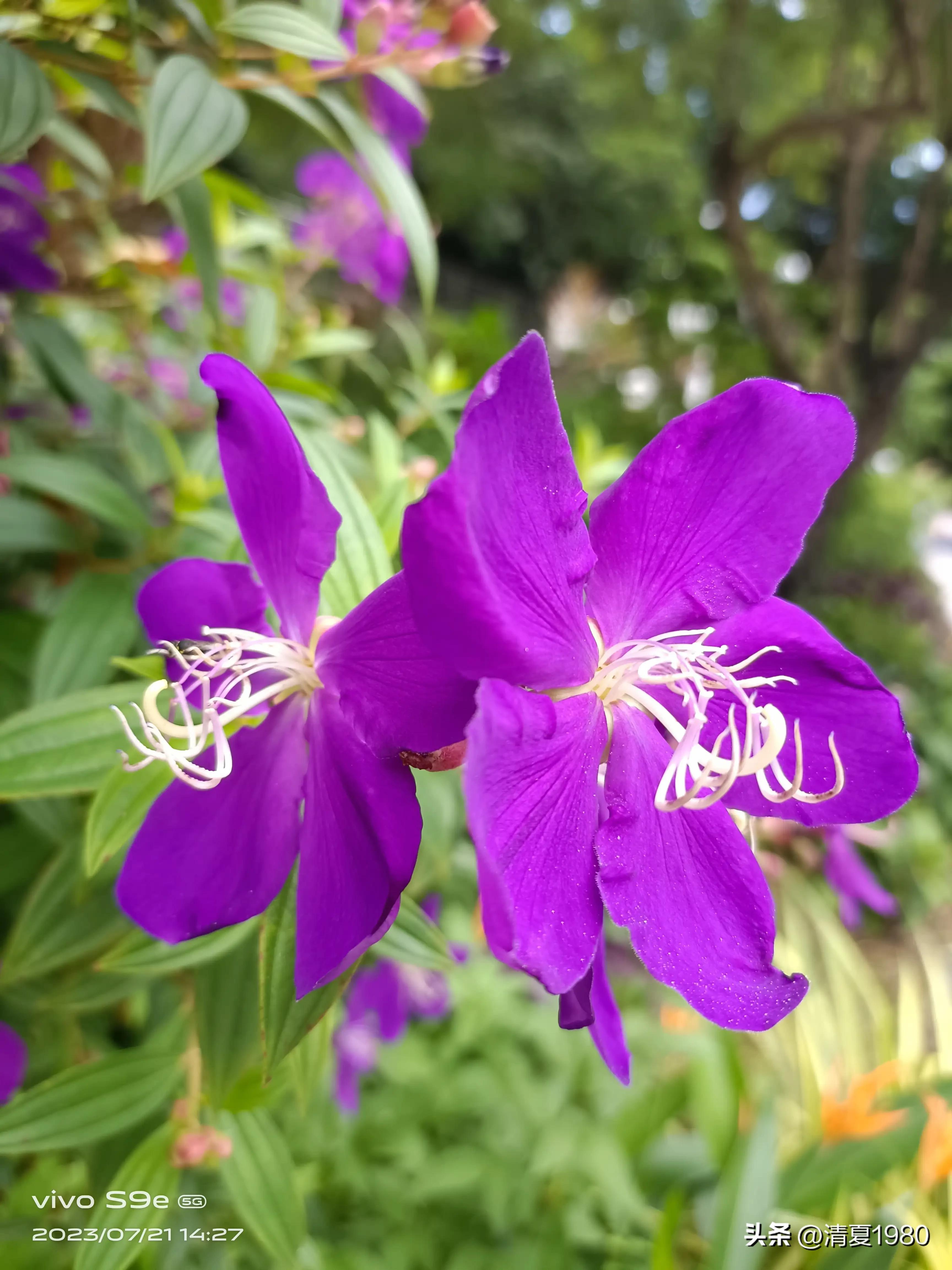 深圳东湖公园门票多少钱一张,深圳东湖公园景点图片高清