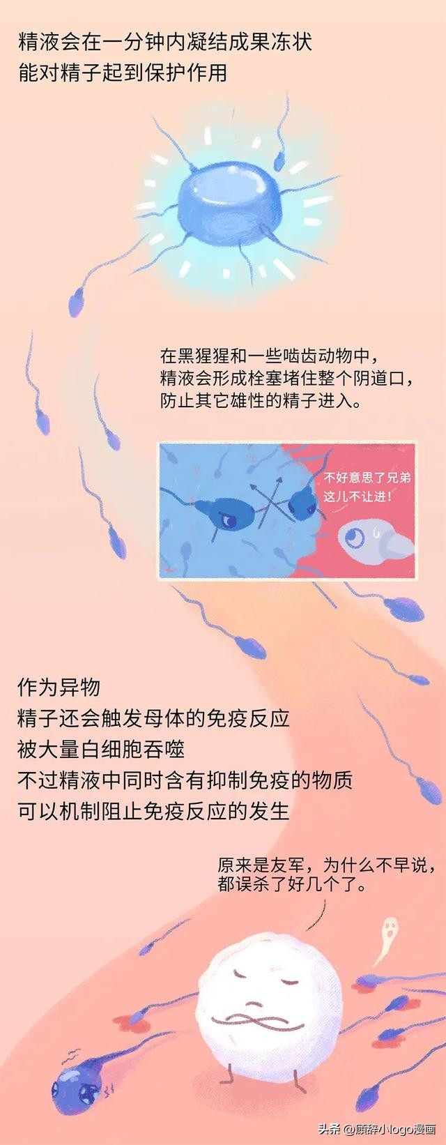 精子进入女生体内的24小时，都发生了些什么？太励志了！（漫画）