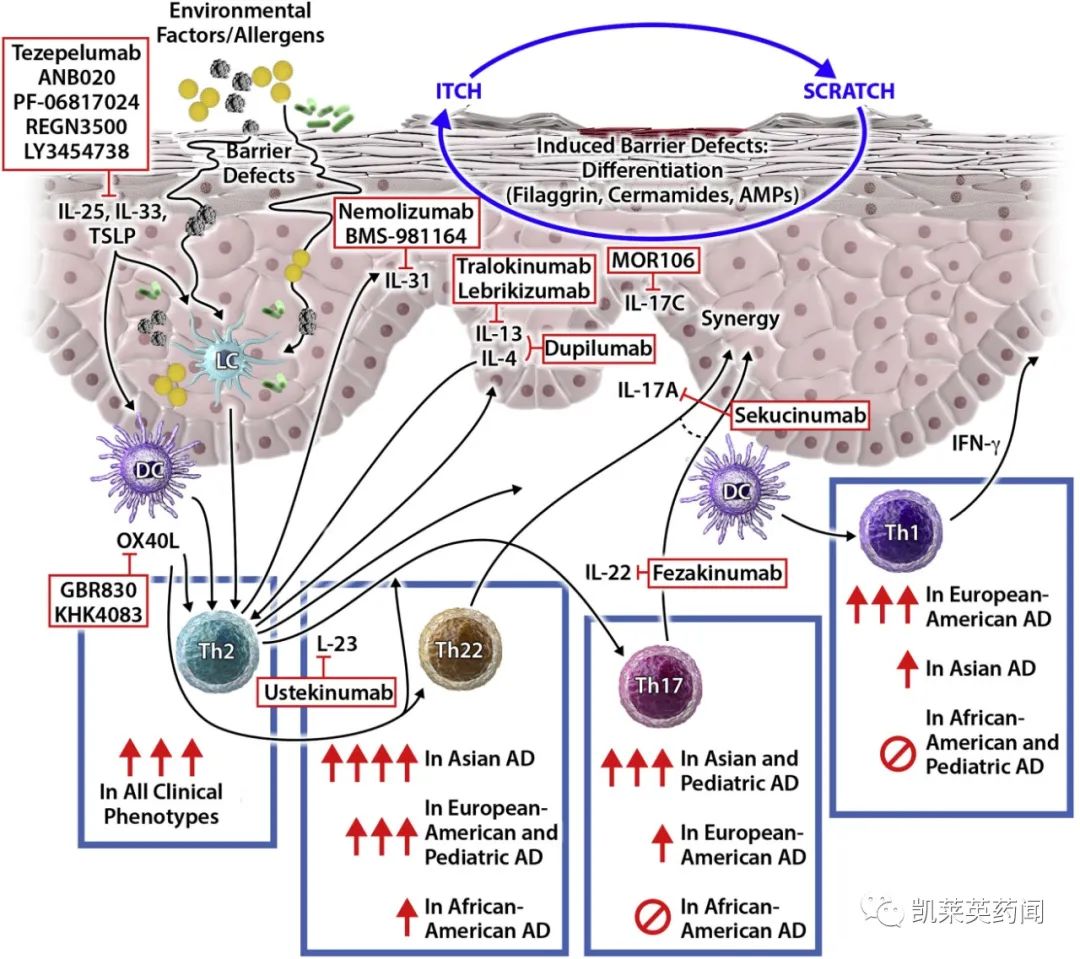 礼来公布Lebrikizumab数据，80%患者维持皮肤症状清除和瘙痒缓解