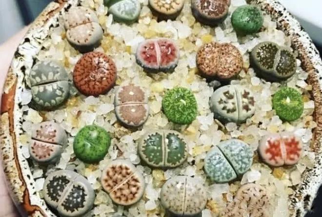 中国游客去非洲，想捡满地的“玉石”，却被导游极力劝阻