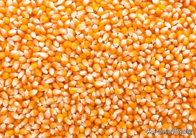 一年一度国庆节收玉米,记忆中的秋天收玉米