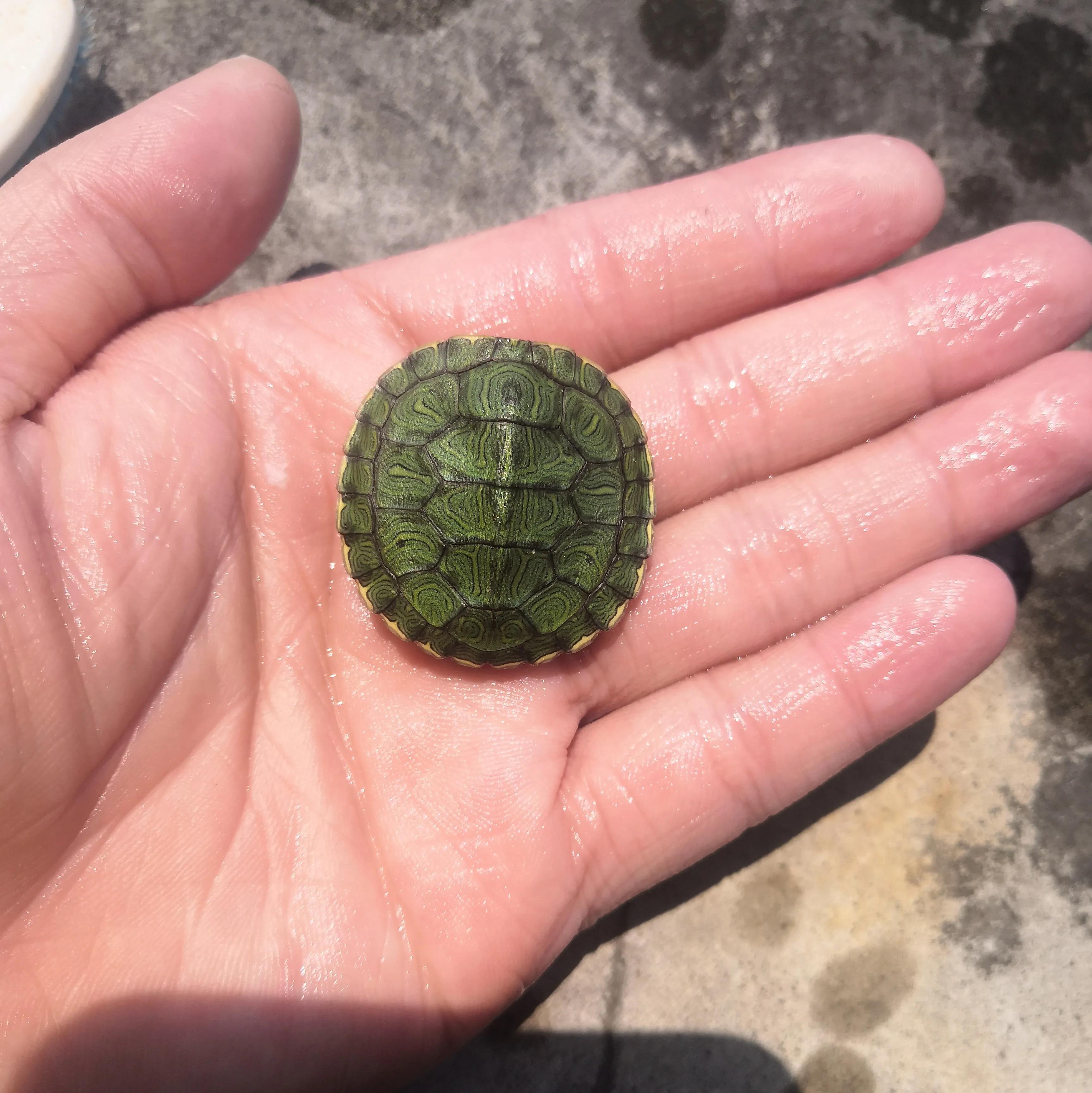 巴西龟密西西比红耳龟,十大智商最高的龟巴西红耳龟