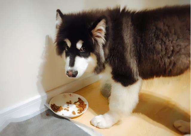 三个月阿拉斯加呕吐,阿拉斯加呕吐黄粘稠液体