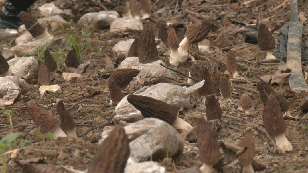 林中小伞,贵阳大力推进林下经济发展