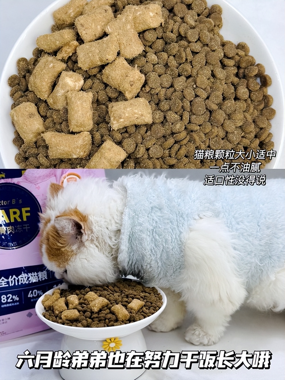 正常猫咪的便便是硬的还是软的,猫咪的便便有点湿软是什么原因