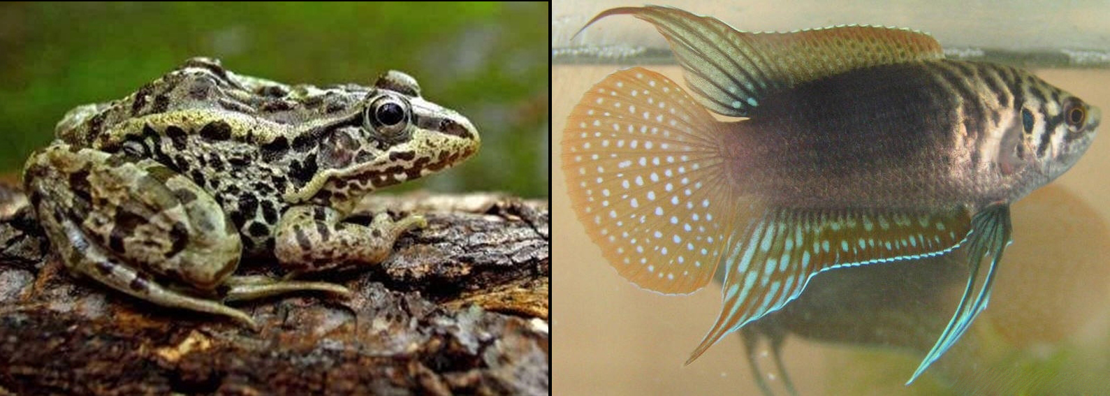 北京的鱼都,北京的鱼