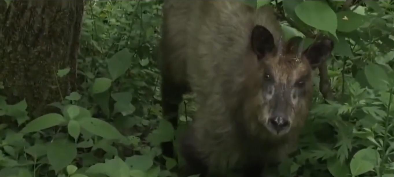 意外发现远古神兽,浙江发现天马