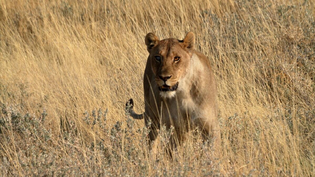 大白鲨咬合力真的只有400公斤吗,十大咬合力最强动物巨齿鲨