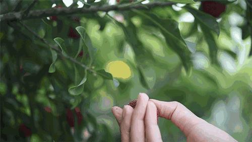 炎炎夏日应季水果,夏天清凉解暑的水果有哪些