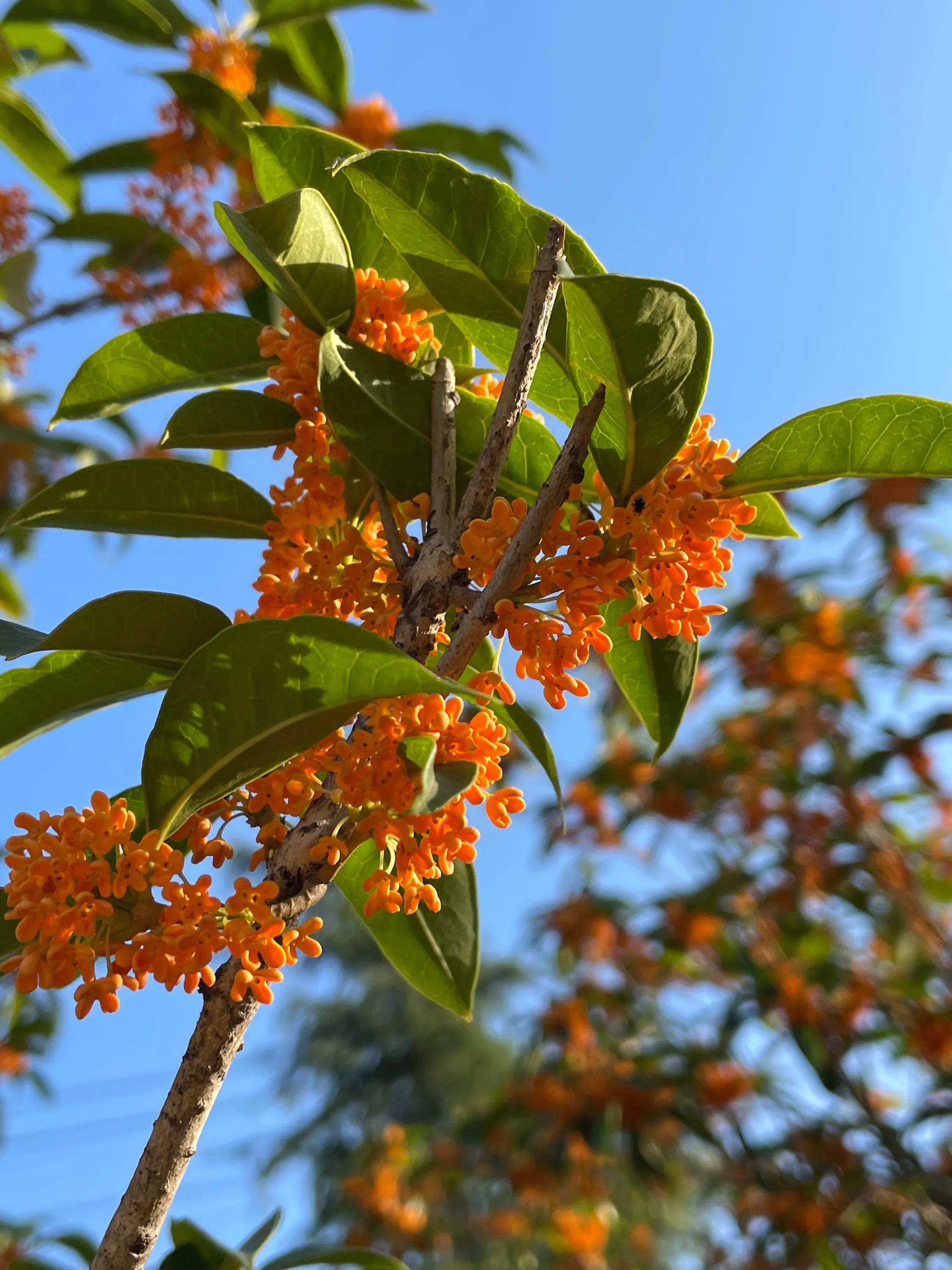 丹桂飘香万缕柔,丹桂飘香婚纱摄影价格