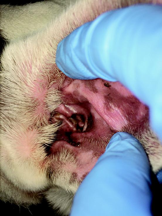 瘙痒症诊疗指南,瘙痒症怎么查病因