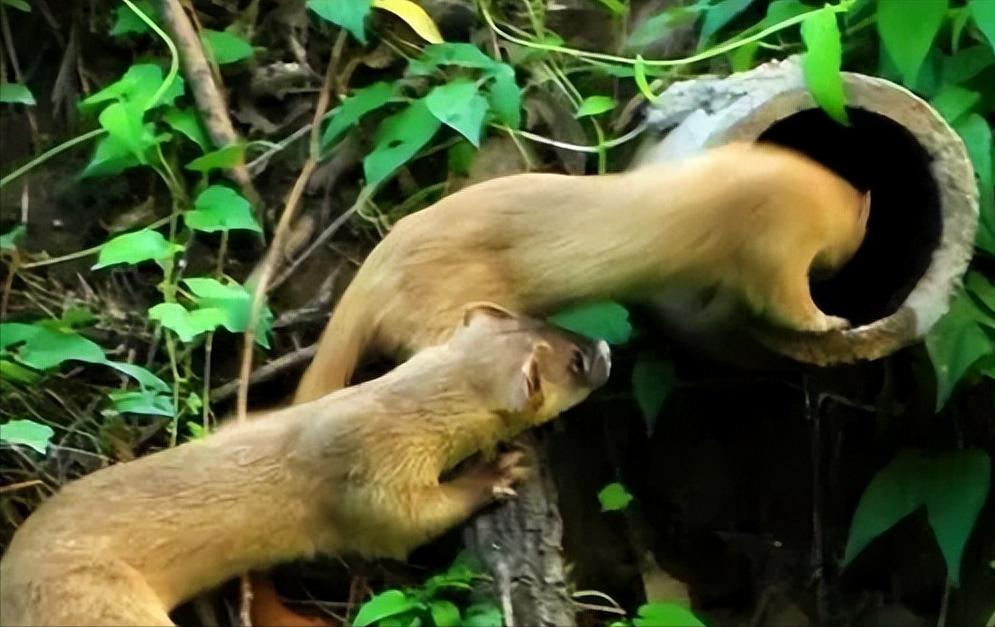 黄鼠狼进家意味着什么,黄鼠狼闯进家门什么预兆