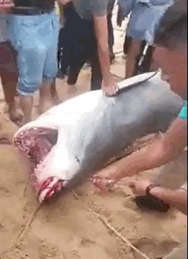 男子被鲨鱼咬死20分钟,男子被鲨鱼咬死鲨鱼被捕