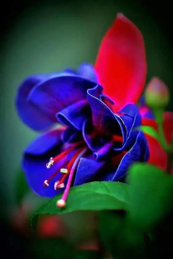 花朵壁纸横版,花朵招财壁纸