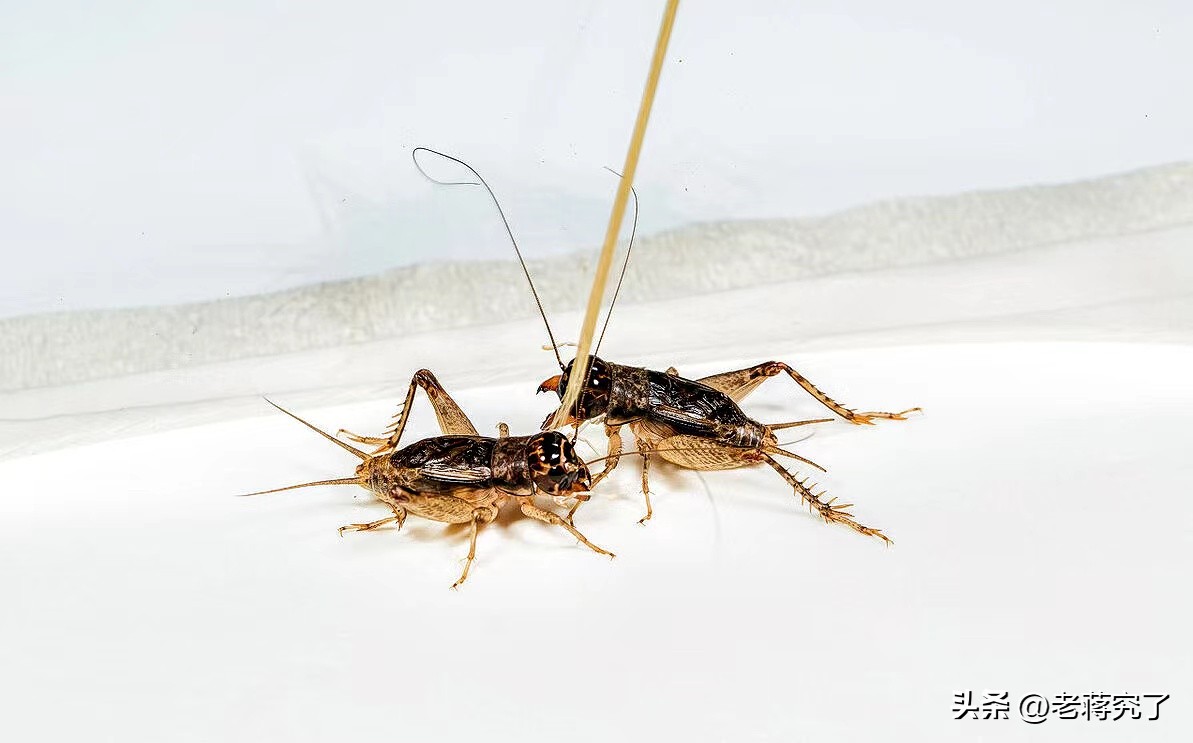 如何正确斗蟋蟀,蟋蟀怎样才会打斗