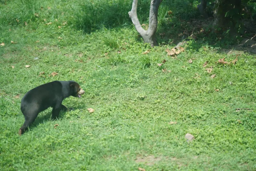 上海野生动物园建议周六周天去吗,上海野生动物园通玩一日游攻略