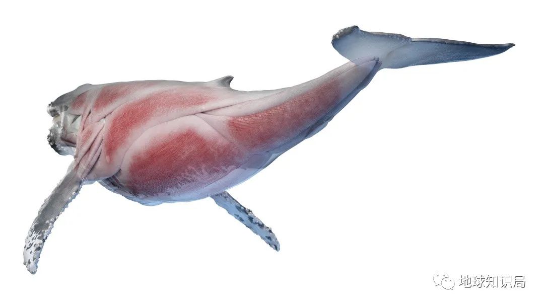 他们，做了一个违背祖宗的决定！|地球知识局