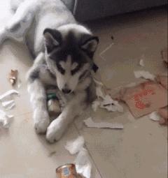 哈士奇西伯利亚雪橇犬,纯种西伯利亚雪橇犬哈士奇