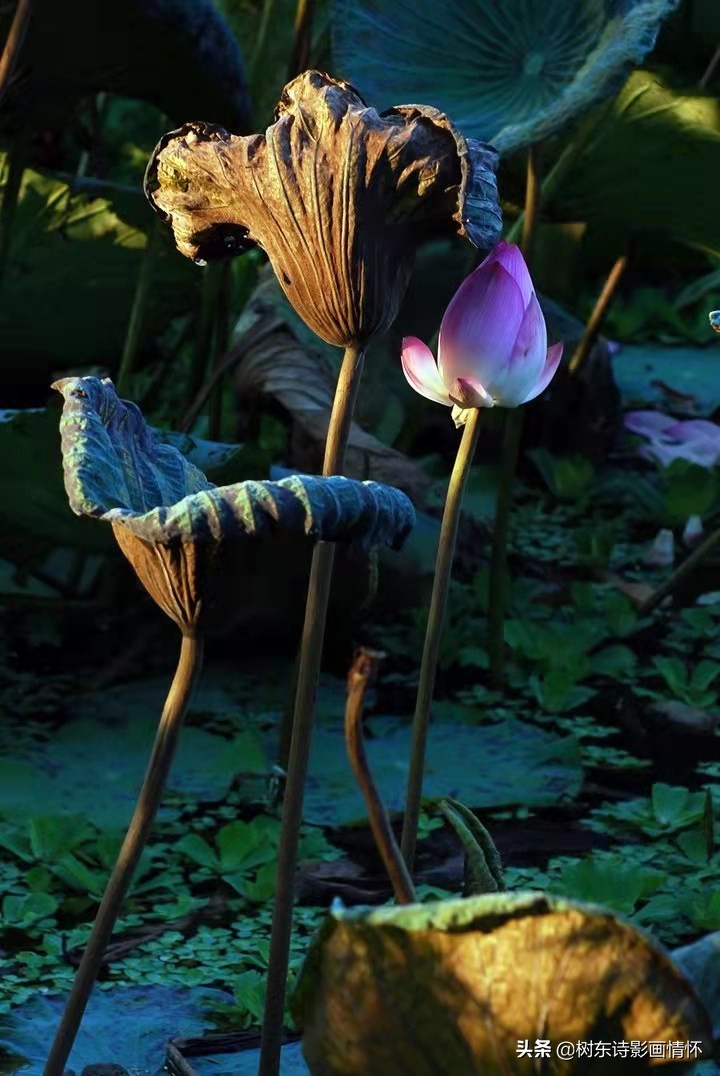 带有春的古诗名句飞花令,飞花令带春字的诗100句