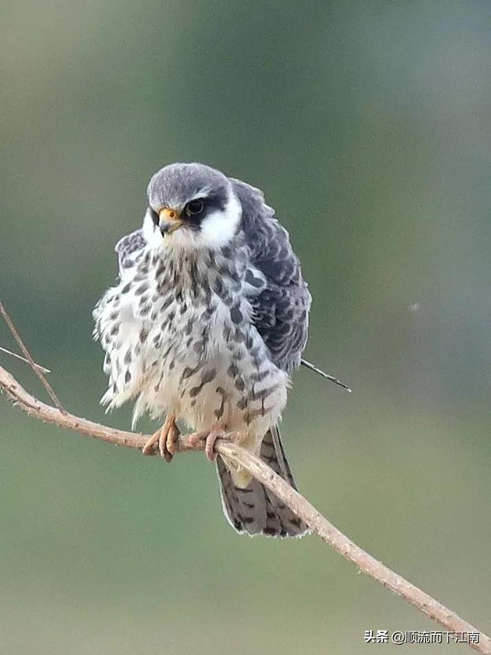 红脚隼叫声,红脚隼