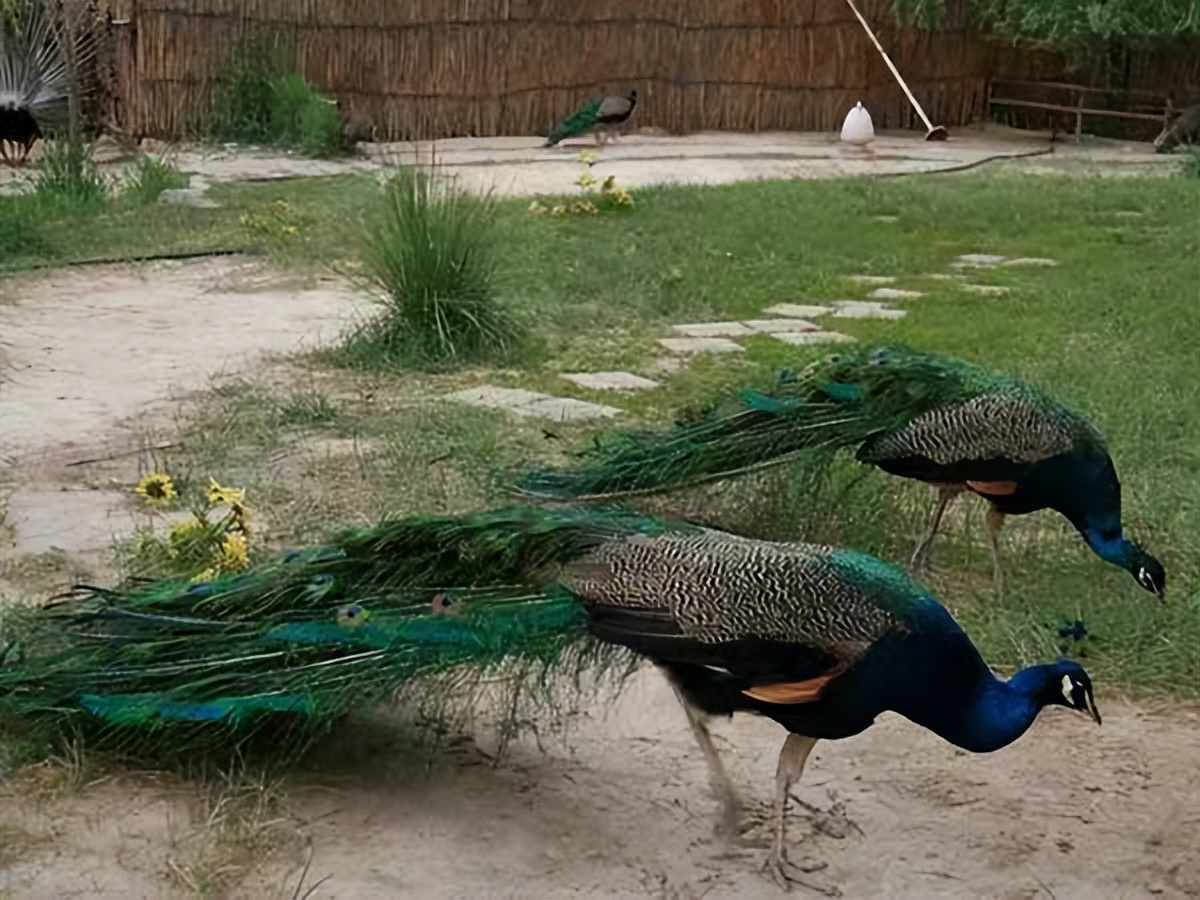 养孔雀赚钱吗真实收入,在农村养孔雀挣钱