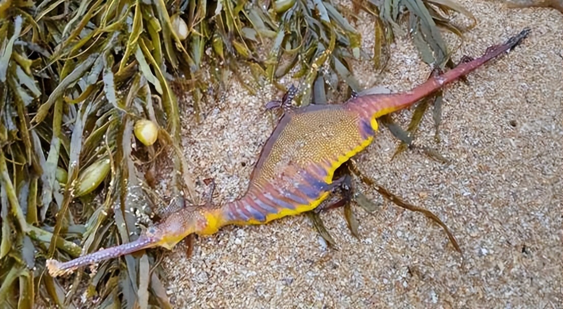 澳大利亚海滩上出现奇怪生物,2016年暴风雨后海滩上的神奇生物