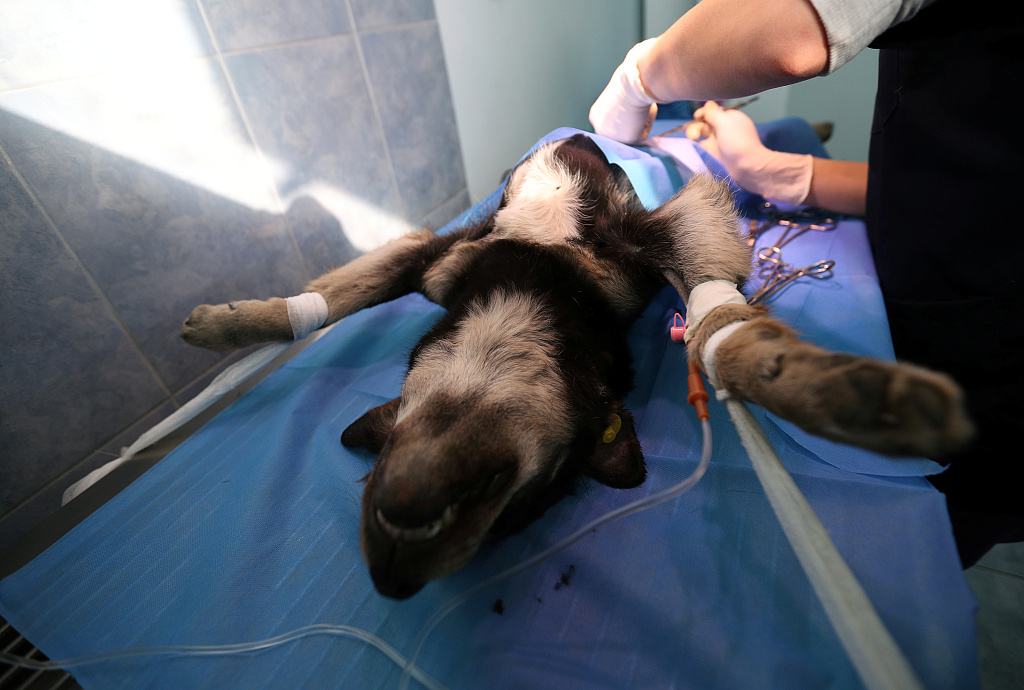 公狗的睾丸皮破了有生命危险吗,公狗只有一个蛋有什么危害