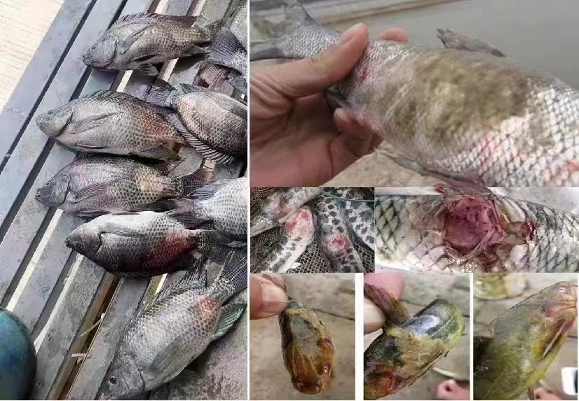 穿上“貂”的鱼处理不当直接翻塘，想要处理彻底看清楚最后两条。