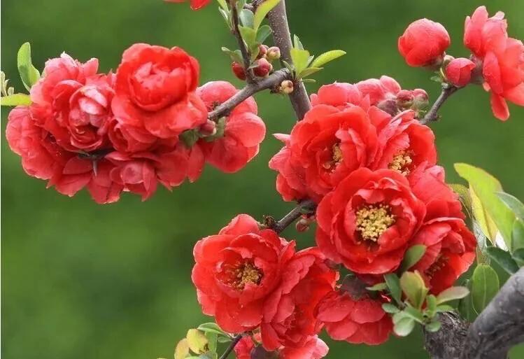 沂州海棠图片,临沂市花沂州海棠