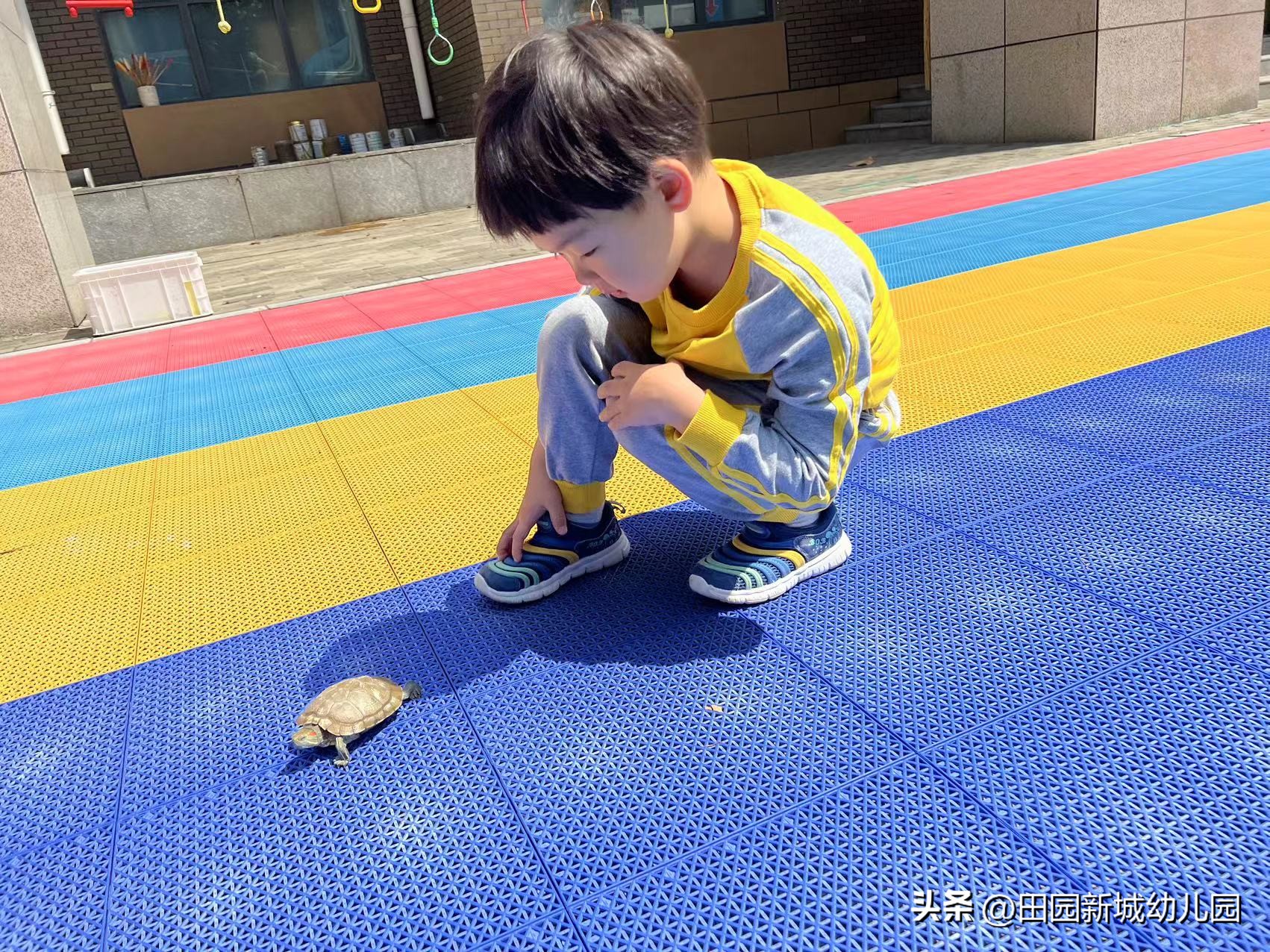 课程故事乌龟大班,嗨小鸭课程故事